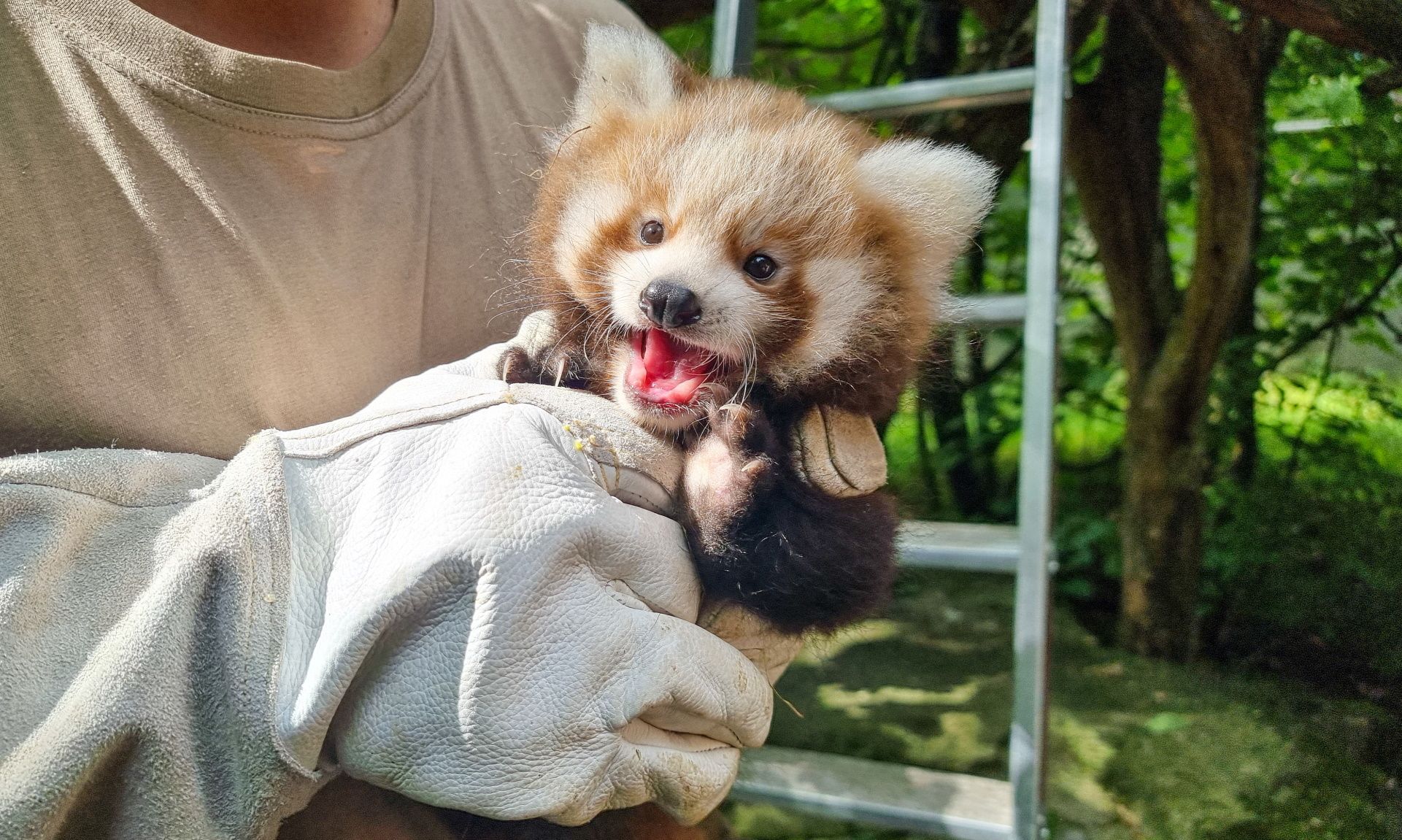 Erneute Namenssuche für Roten-Panda-Nachwuchs