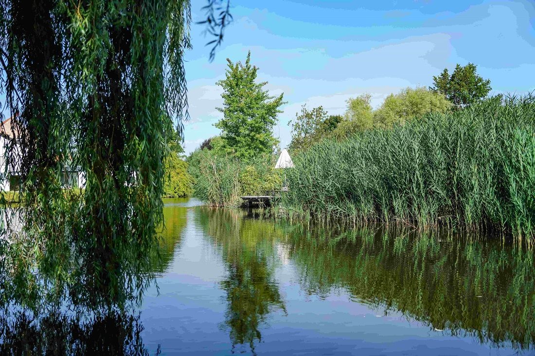 Ruhiger Teich umgeben von Schilfrohr und Bäumen mit reflektierendem Wasser und blauem Himmel.