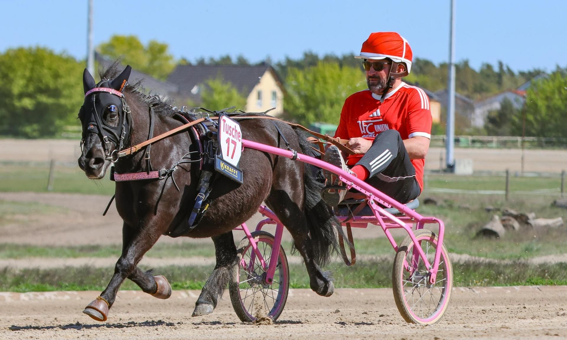 Ein Mann in einem roten Shirt fährt ein schwarzes Pferd im Sulky auf einer Rennbahn. Das Pferd trägt Geschirr in Pink.