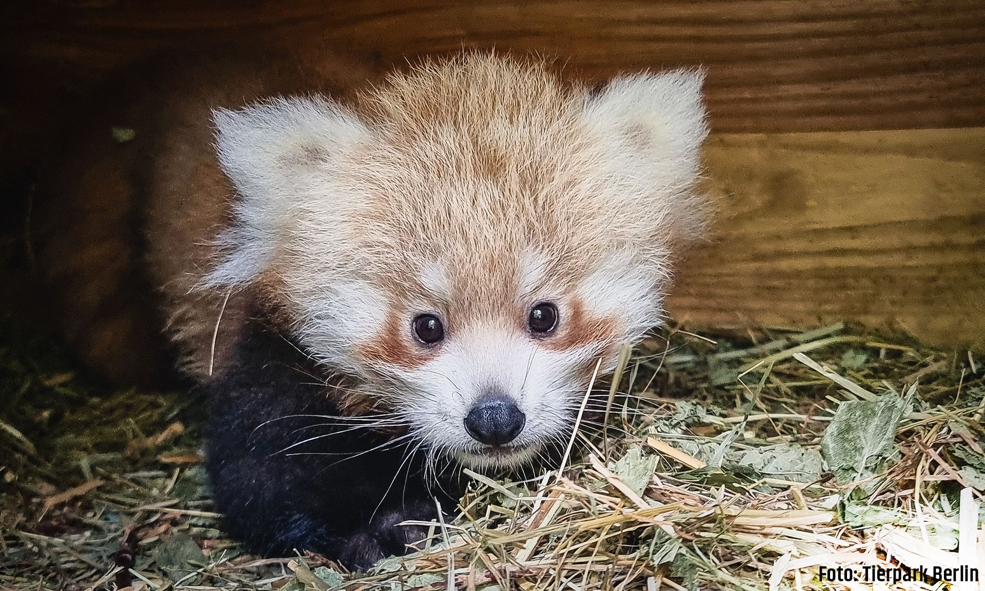 Junger roter Panda sitzt in einer Höhle auf einem Bett aus Heu.