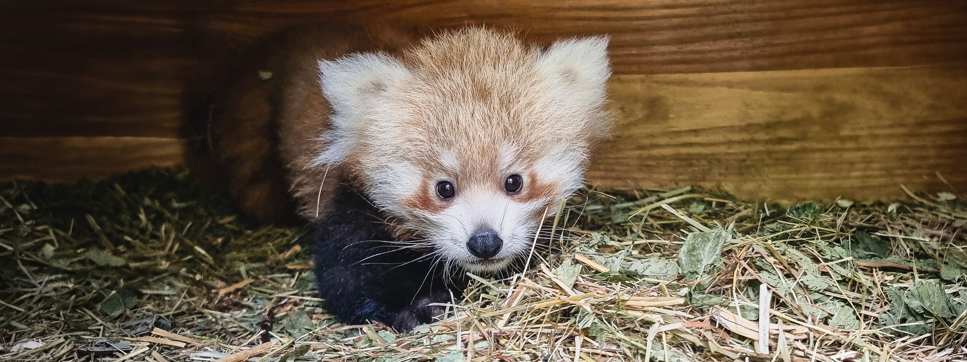 Mädchenname für Roten-Panda-Nachwuchs gesucht